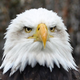 Illustration for article titled Every Bald Eagle Tattoo Fromi Ghost Recon Breakpoint/i, Ranked